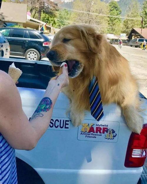 金毛市长娱乐吃瓜酱